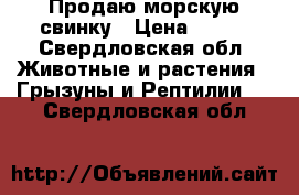 Продаю морскую свинку › Цена ­ 500 - Свердловская обл. Животные и растения » Грызуны и Рептилии   . Свердловская обл.